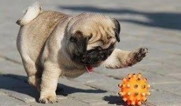 巴哥最新爆料视频播放,精彩瞬间一网打尽！