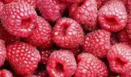 树莓最新爆料新闻,颠覆性创新技术即将亮相