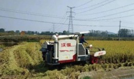 新瓜最新爆料钓鱼,钓鱼事件背后的惊人真相