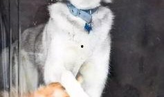 一个狗狗最新爆料图片大全,狗狗最新爆料图片大全集锦