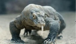 印度巨蜥爆料视频最新,惊心动魄的生存挑战与自然奇观