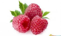 树莓最新爆料新闻,颠覆性创新技术即将亮相